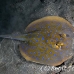 ray_bluespotted_lw_tam_h_0122_bal3717.jpg